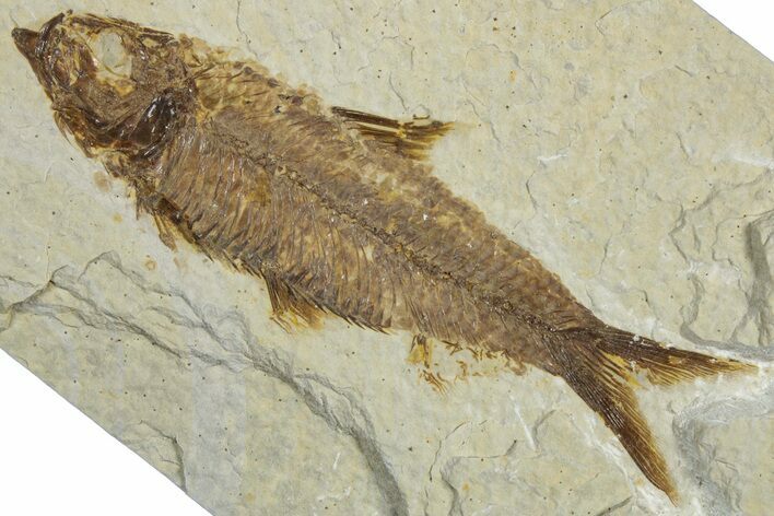 Detailed Fossil Fish (Knightia) - Wyoming #318499